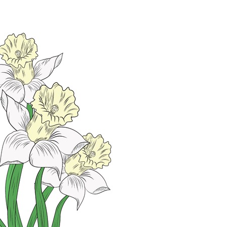 illustration of a Narcissus flowers isolated on white backgroundのイラスト素材