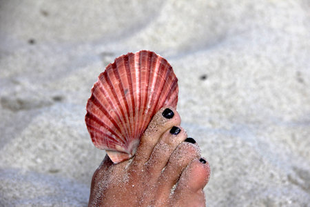 red scallop shell held by toes with white sand in the backgroundの写真素材