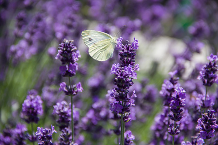 White butterfly on lavender inflorescence on a sunny dayの写真素材