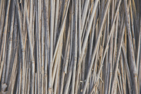 Front view of cane old dry, as a background