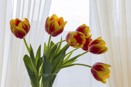 Bouquet of red and yellow tulips with green leaves in a vase against a window with light curtains, natural day lighting, backlight, selective focusの写真素材