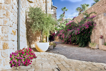 Flowering bougainvillea on the ancient streets and stone houses, the ancient city of Jaffa, Israel.の写真素材