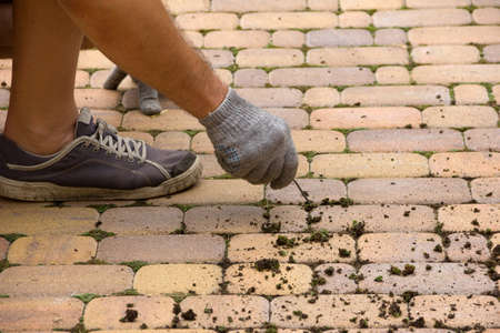 Man cleans the street tile from the moss. Restoring order in the garden, pulling moss and dirty from the sidewalk. The moss on track.の写真素材