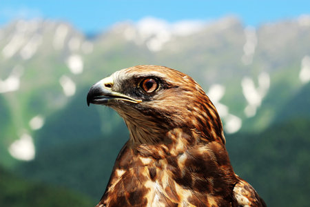 Mountain eagle in the Caucasus in the wild