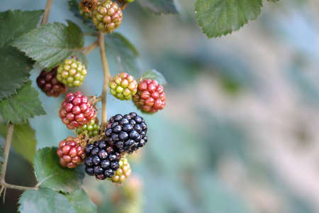 Ripe blackberry branches on a bush branch, selective focus. A genus of flowering plants in the rose family, Rosaceae, berry health benefits.の写真素材