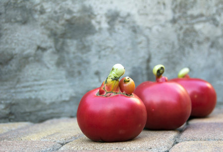 three ugly red tomatoes on a concrete background, selective focus, copy space