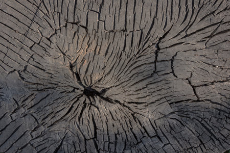 Dark brown wood background, a sawn sample of an old tree