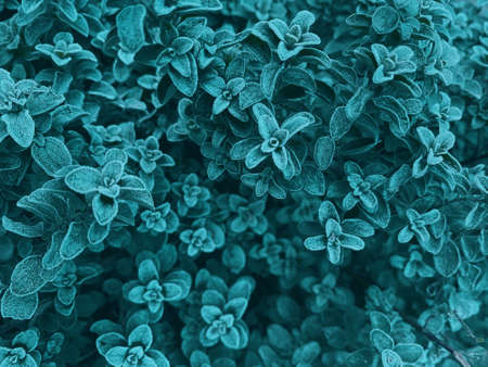 young oregano leaves in the garden covered with frost, natural background toned in trendy color of tide water greenの写真素材