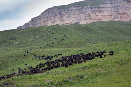 large herd of black sheep grazes on a pasture in the foothills