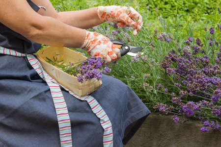 Female hands in gardening gloves hold a pruner and prune a lavender bush. Seasonal gardening. Pruning bushes.の写真素材