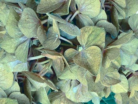 Floral natural background - close-up hydrangea flowerの写真素材