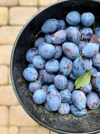 Harvest ripe plums in black basket standing on garden path, selective focusの写真素材