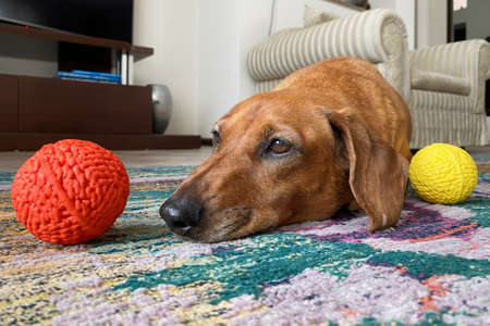 adorable senior dachshund lying bored on the carpet, next to her toysの写真素材