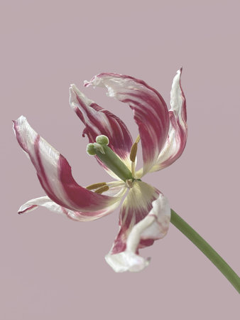 sluggish flower. Variegated withered tulip flower on a pink background. Withered flowers. Beauty is in the moment. The concept of fading youth, fading beautyの写真素材