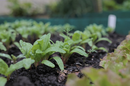 young greenery in the garden. Rows of green spinach, chard, lettuce on a garden bed. high quality...