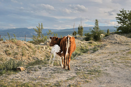 Red cow, her little calf sucks her udder near a country road. Dagestan, mountains and clouds on the...