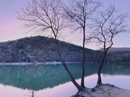 Beautiful landscape on Cypress Lake with a tree standing alone on the shore and water surface at sunset, Sukko, Russiaの写真素材