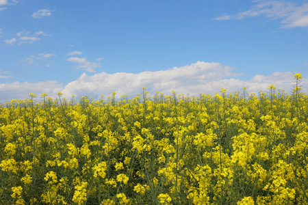 beautiful Rapeseed flowers against blue sky with white clouds. Agricultural Landscape. Time of...