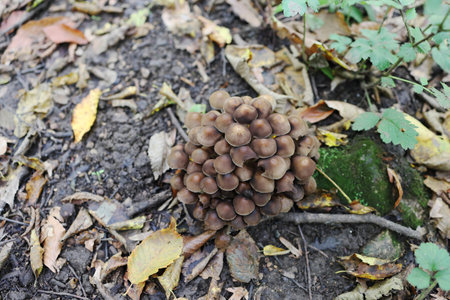 group of mushrooms in the autumn forest with leaves. Wild mushrooms in the autumn forest. Selective focusの写真素材