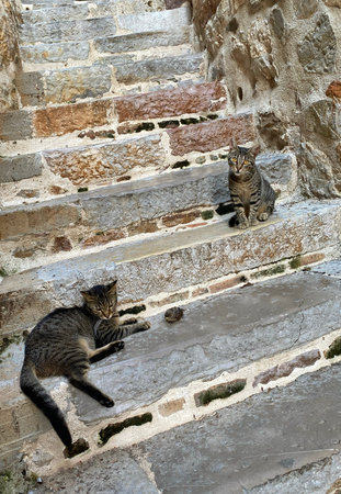 Two adult cats on stone steps. High quality photoの写真素材