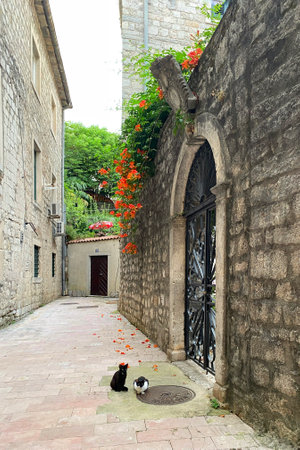 Old wooden arched door in stone wall, vertical photoの写真素材