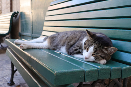 Sleeping red-and-grey stray cat on a sunny day on a bench in the old town.の写真素材