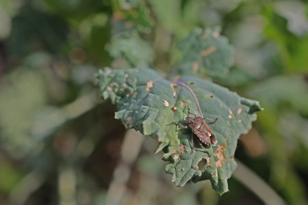 A lot of marbled stink bugs Halyomorpha halys is a species of insect from the Pentatomidae family of...
