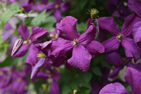 Clematis in bloom close up. Flowers background. Beautiful climbing flowers in summer garden