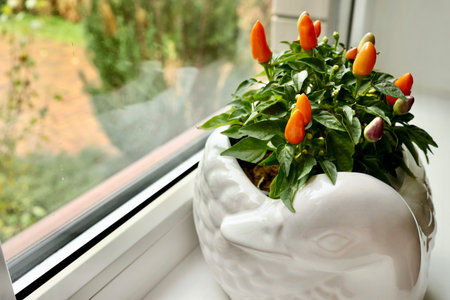 Homemade grows organic products on the windowsill of the houseの写真素材