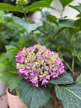 Hydrangea inflorescence with reduced petal turgor due to insufficient watering