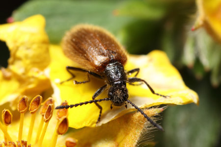 Pseudovadonia livida on a yellow flower