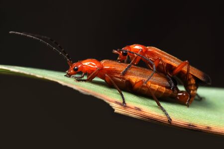 Rhagonycha fulva on a leafの写真素材