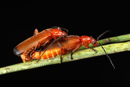 Rhagonycha fulva on a leaf