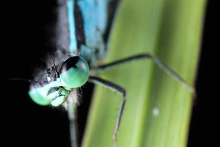 Coenagrion puella on a leaf and a black background