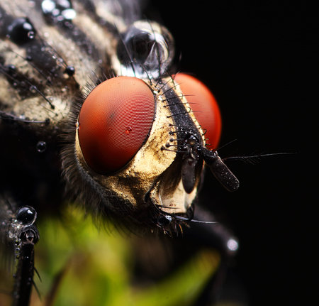 Sarcophaga carnaria on a leaf background