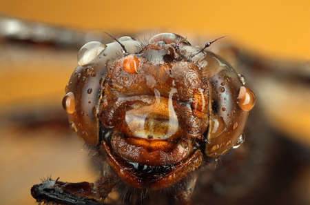 dragonfly head with drops on yellow backgroundの写真素材