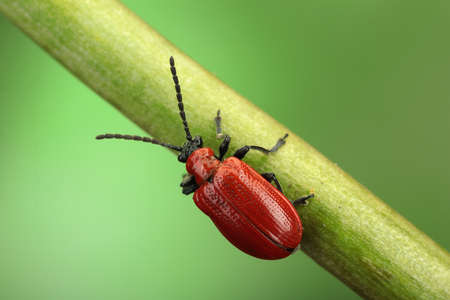 lilac picket on the stem and green backgroundの写真素材