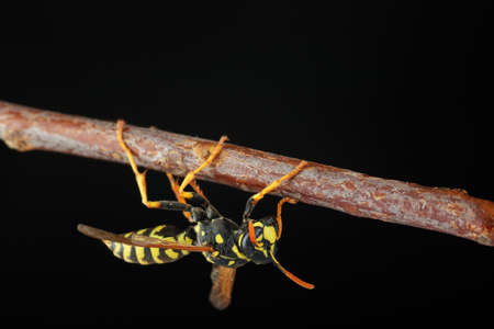 hung wasp on a stick on a white backgroundの写真素材