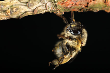 a bee hooked on a stick on a black background