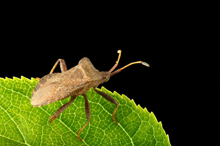insect A bogey plug on a leaf and black background
