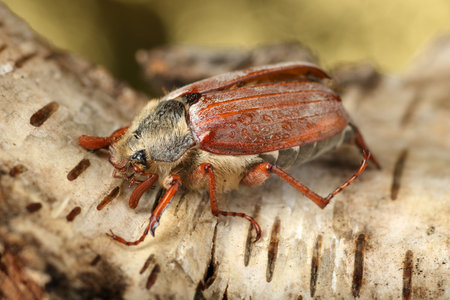 May beetle on birch bark and on a light background