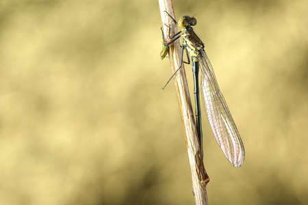 green dragonfly on a stick and light backgroundの写真素材