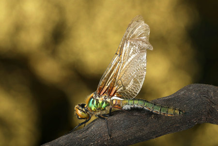 young vase on a stick and yellow backgroundの写真素材