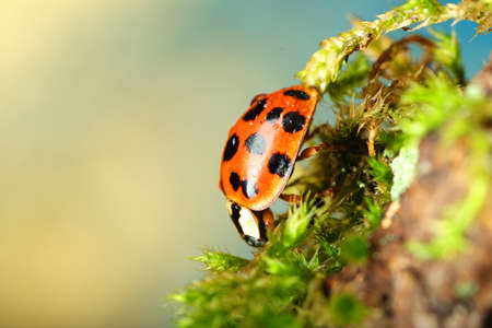 red ladybug on the tree bark and light backgroundの写真素材