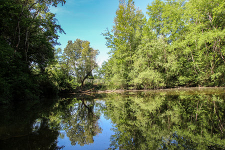 Reflections on a lake in a wood