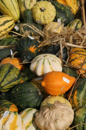 close up of different pumpkins, fruits and vegetables, vegan, vegetarian, nutrition,