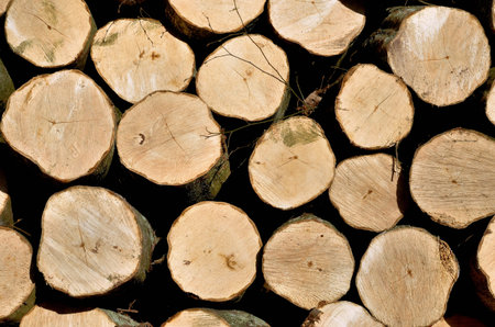 The picture shows a beech trunk is cut into firewood 