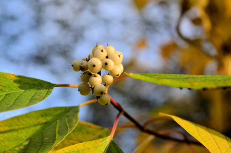 The photo shows a bush of white fruits and colorful leaves 