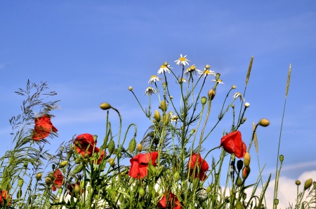Photo shows a bouquet of poppies and wild plants against a blue sky on a hot summer day の写真素材