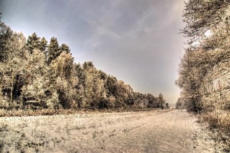 The photo shows a forest in winter, on a cold day, covered in snow and rime, under a cloudy sky  You can see pine trees, alder and birch - painterly の写真素材